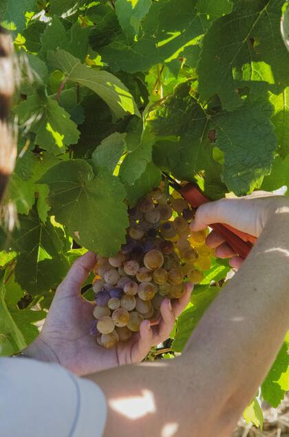 La tradición de comer 12 uvas se remonta al siglo XIX en España, cuando los aristócratas consumían esta fruta antes de la medianoche