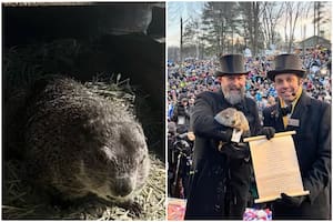 La tradición del clima en el Día de la Marmota se celebra desde el siglo XVIII