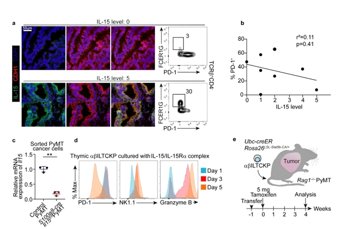La transferencia adoptiva de estas nuevas células T impide el crecimiento tumoral