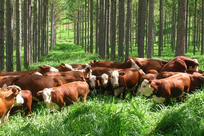 La transformación de los sistemas agroalimentarios y la protección, restauración y ordenación sostenible de los bosques deben ir de la mano