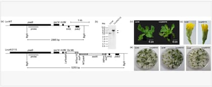 La transformación del cloroplasto permitió que la lechuga produjera mioglobina porcina de forma estable