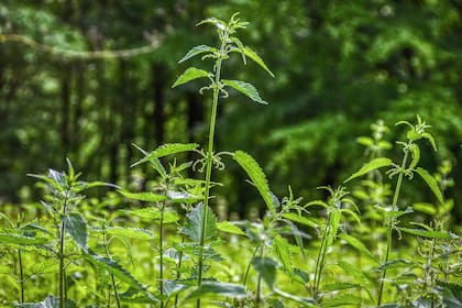 La transición entre la estación fría y la llegada de la primavera es el mejor momento para probar la ortiga, tanto en preparaciones comestibles como en remedios naturales para el jardín.