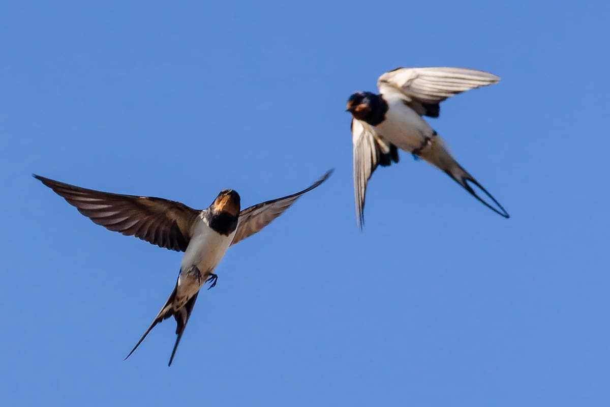 La travesía de las golondrinas entre California y Corrientes