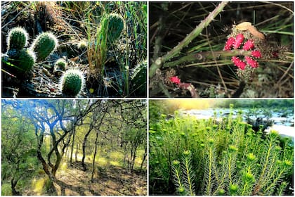 La traza pasa por la Reserva de Bosques Nativos de categoría roja
