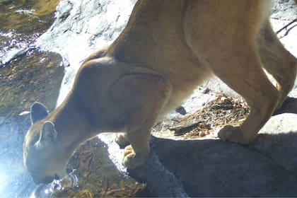 La traza también implica la deforestación de una importante zona y afecta las cuencas hidrológicas. (Canva- Rancho Aribabi)