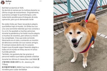 La triste despedida a Balltze, el perro viral