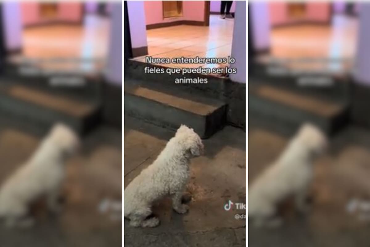 La triste despedida de un perro a su dueño
