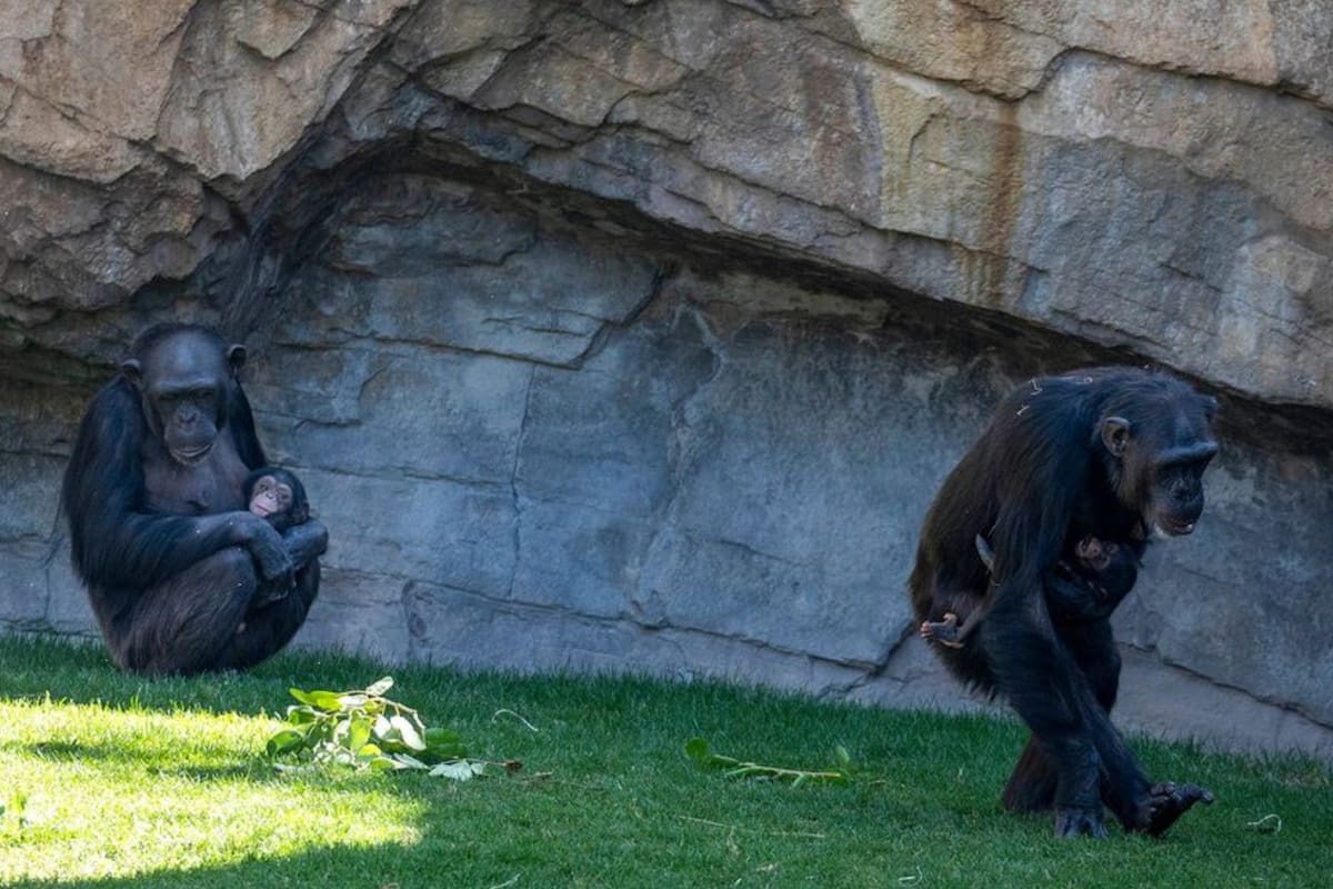 La triste historia de la chimpancé que estuvo siete meses aferrada al cuerpo sin vida de su bebé (Foto: Instagram/bioparcvalencia)