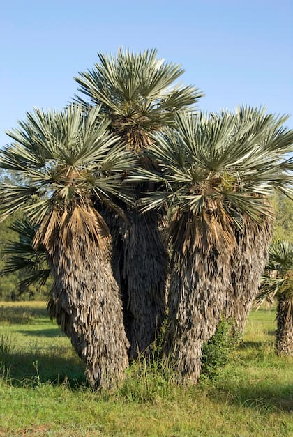 La Trithrinax campestris ‘Caranday’ soporta hasta los 11 grados bajo cero de altura, lo que la vuelve una de las predilectas para zonas de frío.