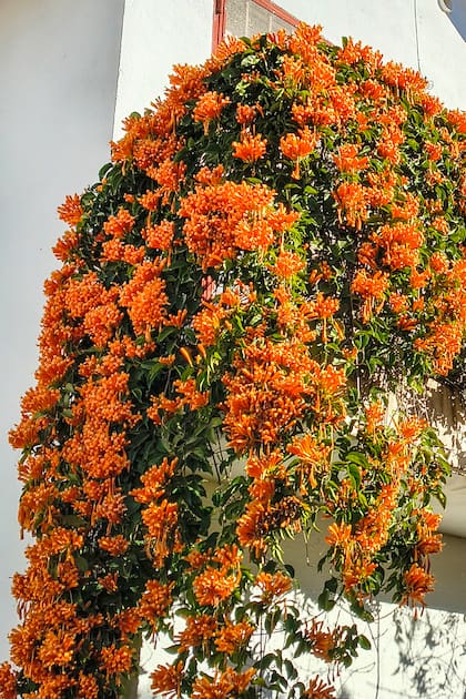 La trompeta de San Juan como una cascada de flores encendidas