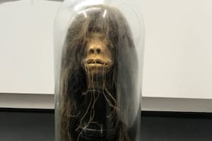 La tsantsa, adquirida en Ecuador, fue parte de una película de Hollywood, estuvo en una Universidad estadounidense, y recientemente fue repatriada a su país de origen