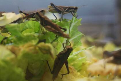 La tucura quebrachera suele ocasionar daños severos en zonas agrícolas y ganaderas