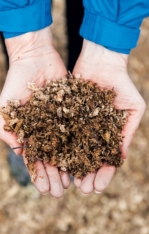 La turba se obtiene a partir de la descomposición lenta de materia vegetal: aliviana el suelo, retiene el agua y baja el pH