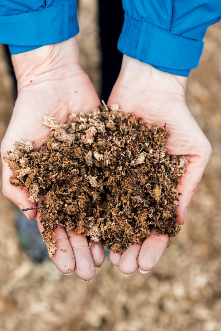 La turba se obtiene a partir de la descomposición lenta de materia vegetal: aliviana el suelo, retiene el agua y baja el pH