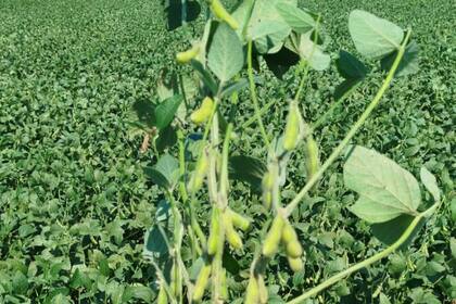 La UE importa 3,28 millones de toneladas de soja 2025/26 al 5 de octubre