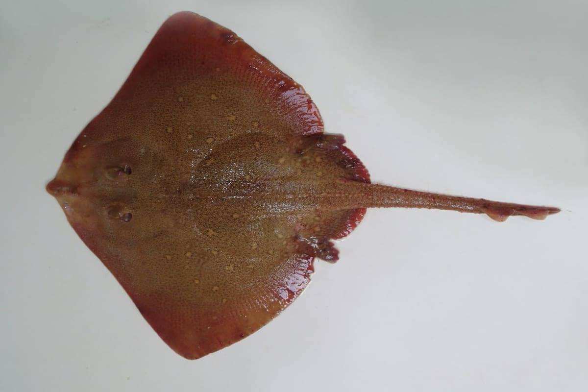 La UICN ha declarado extinto el primer pez marino de la historia (Foto: NMAM)