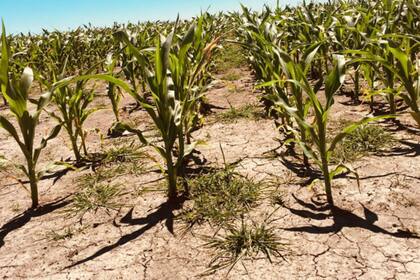 La última sequía ocasionó una fuerte pérdida de producción