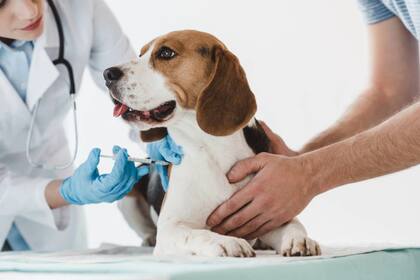 La única opción de controlarlo es vacunar a nuestras mascotas