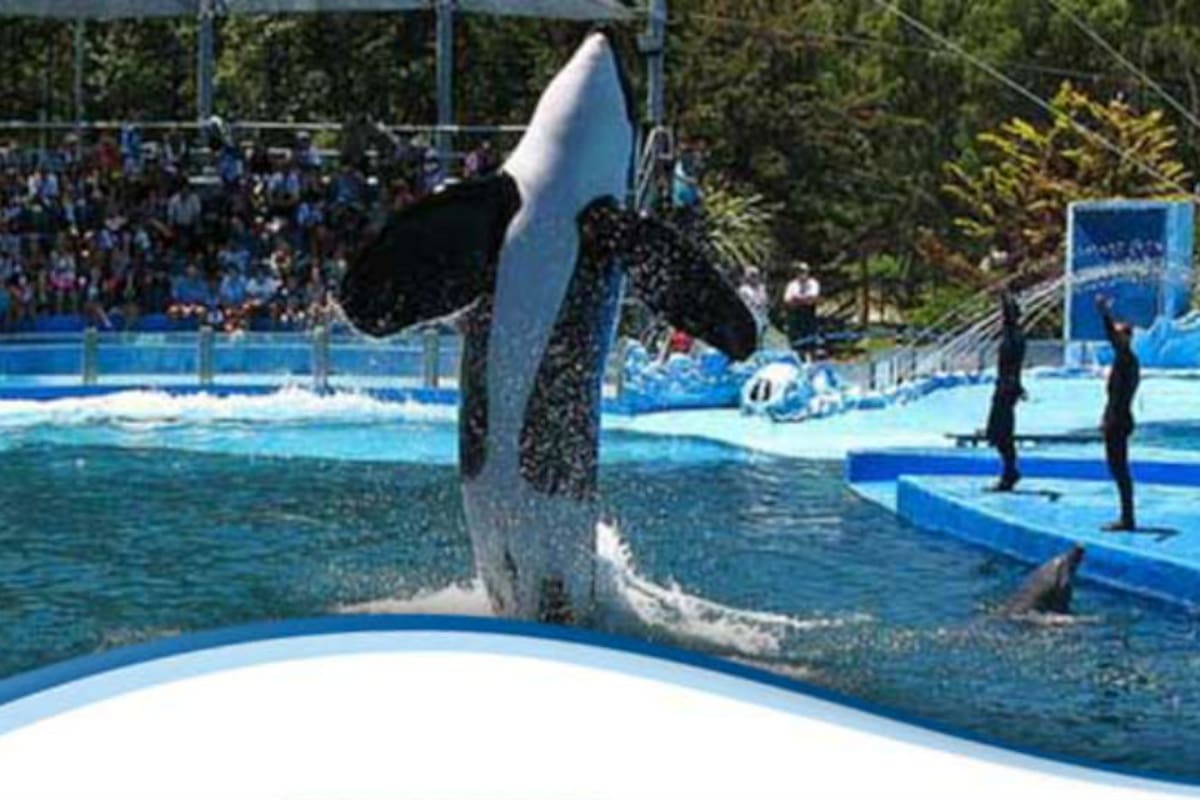 La única orca que hay en América Latina está en Mundo Marino. Se llama Kshamenk, un macho de 27 años