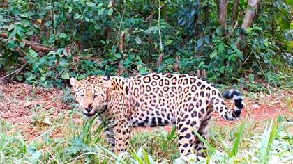 La Unidad Fiscal para la Investigación de Delitos contra el Medio Ambiente inició un expediente hace dos semanas para determinar la ubicación de los felinos