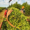 Cuánto cobran los trabajadores rurales en julio