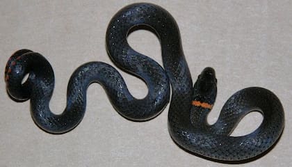 La Universidad de Florida recomienda no interferir y dejar en paz la serpiente si se encuentra en el jardín de la vivienda
