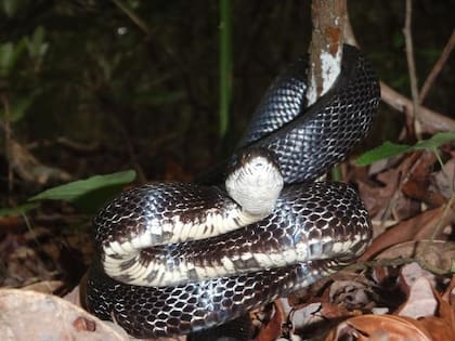 La Universidad de Florida sugiere controlar la presencia de roedores para disminuir las fuentes de alimento que podrían atraer a las serpientes