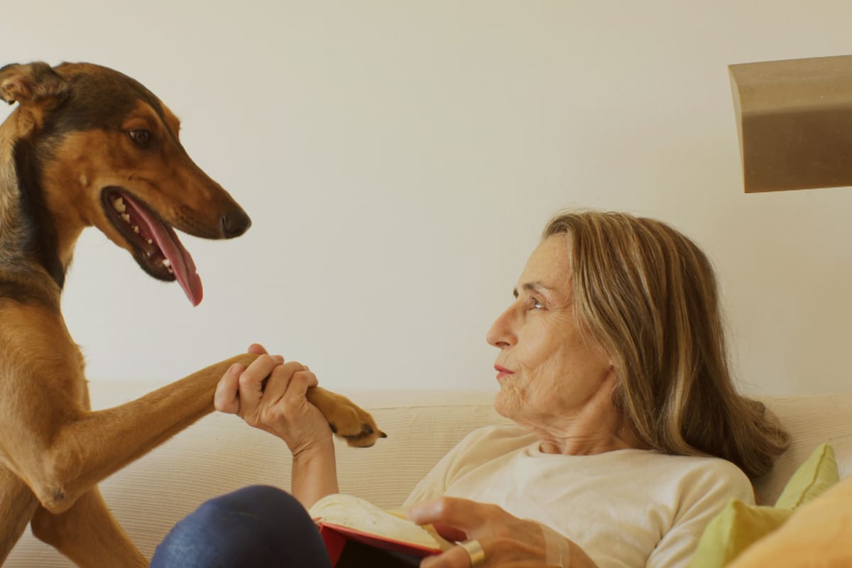 La Universidad de Harvard explicó por qué existe una conexión entre perros y humanos