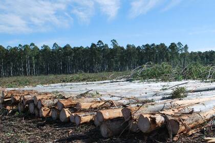 La Universidad de Harvard le vendió las 88.000 hectáreas correntinas que había comprado en 2009 a una empresa argentina