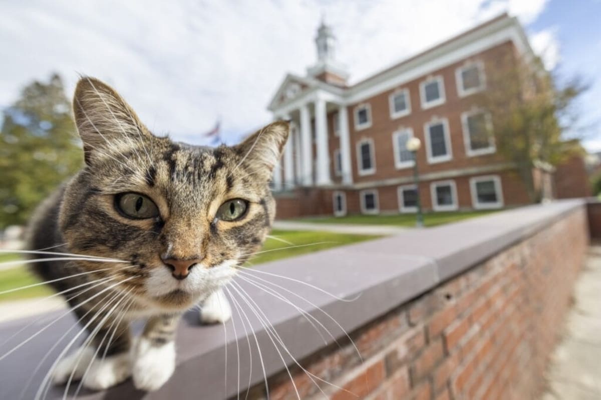 La Universidad Estatal de Vermont se volvió viral en las redes por darle reconocimiento académico a un gato