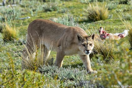 La UNSE (Universidad Nacional de Santiago del Estero) junto a la Dirección Provincial de Fauna y Bosques también detectaron la presencia de coronavirus en un puma del monte santiagueño