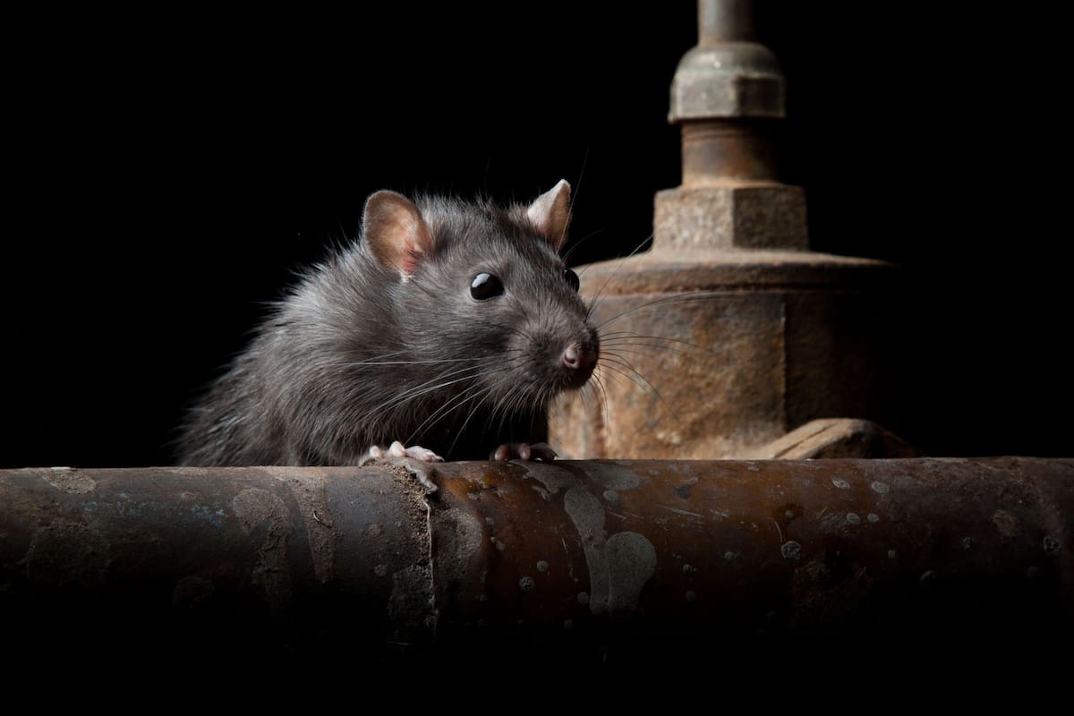 La urbe, infestada de ratas, se ubica en la costa oeste de EE.UU.