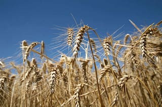 Nutrición: todo a ganador para el suelo, los cultivos y el productor