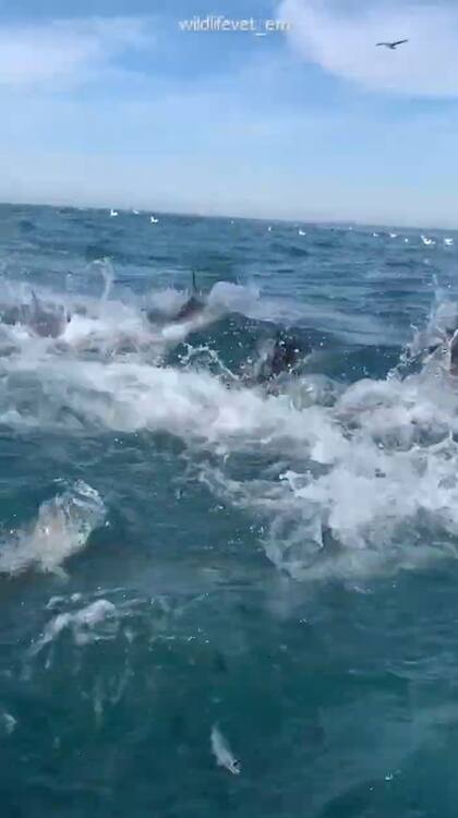 La usuaria grabó el instante en que un grupo de tiburones atacó al cardumen de sardinas debajo de su embarcación