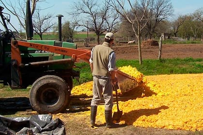 La utilización de los cítricos (naranjas, limón, etc.) en sus diversas formas (fruta fresca, bagazo o ensilado y pellet de pulpa) permite no sólo aprovechar un recurso estacional rico en nutrientes, sino que, además, se reducen los efectos negativos sobre el ambiente (suelo, agua y aire)