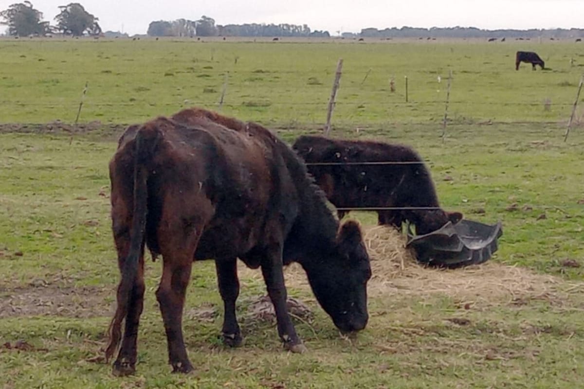La vaca "Camporita". Atrás, el último ternero que dio, destetado para que ella no pierda aún más estado corporal