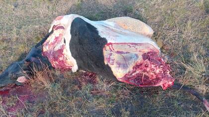 La vaca Holando del productor Gustavo Vázquez que fue faenada por los ladrones