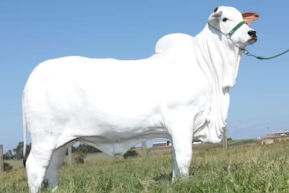 La vaca más cara del mundo