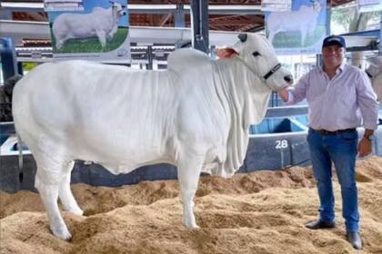 La vaca más cara del mundo durante una exhibición