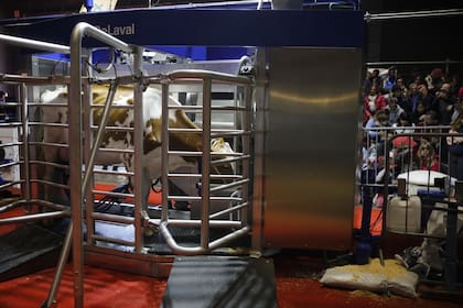 La vaca puede pasar entre seis y siete minutos en ordeño en el novedoso robot