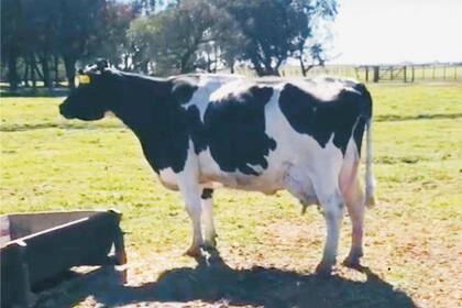 La vaca que logró una histórica producción de leche