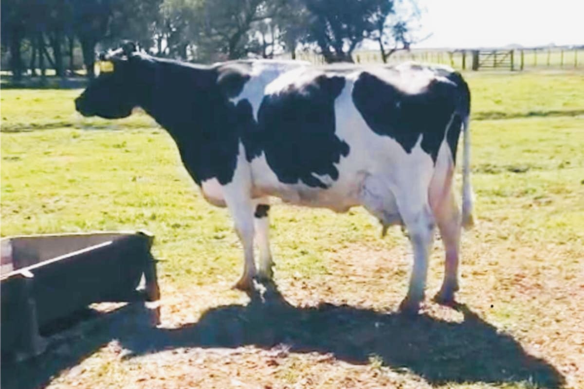 La vaca que logró una histórica producción de leche