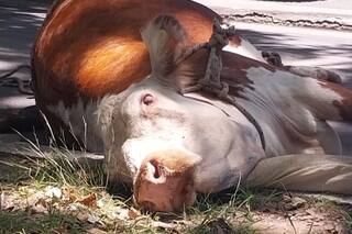Una vaca se tiró de un camión que iba camino al matadero