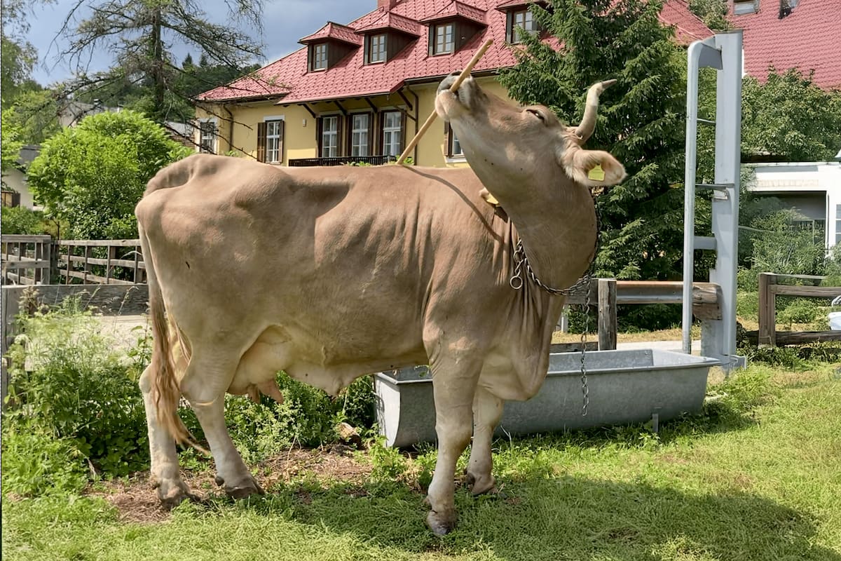 La vaca Veronika demostró que puede usar una escoba de forma "innovadora, flexible y funcional"