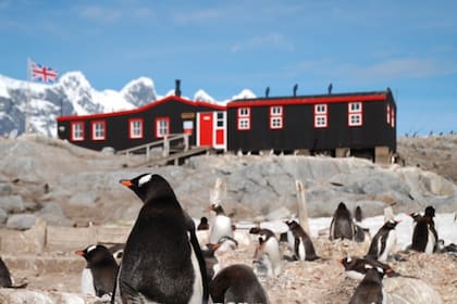 La vacante es para cuidar Pingüinos y hacer tareas administrativas en la Antártida