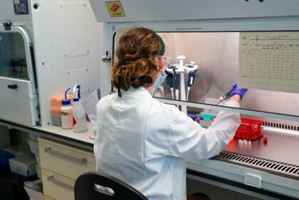 La vacuna de Oxford utiliza una versión atenuada de un virus de la gripe que infecta a los chimpancés