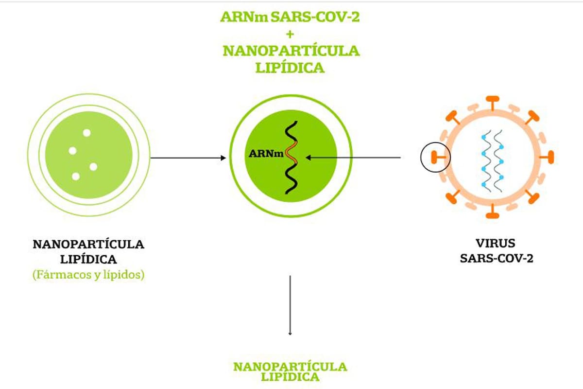 La vacuna de Pfizer se basa en una molécula de ARNm de una de las proteínas del virus.