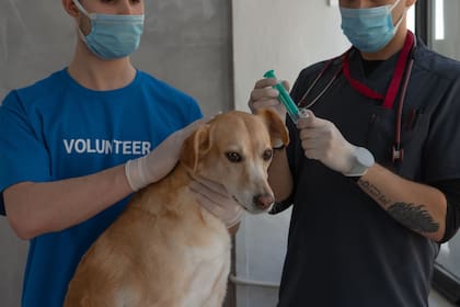 La vacunación ayuda a los animales a prevenir enfermedades