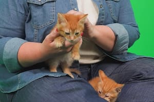 La vacunación en gatos