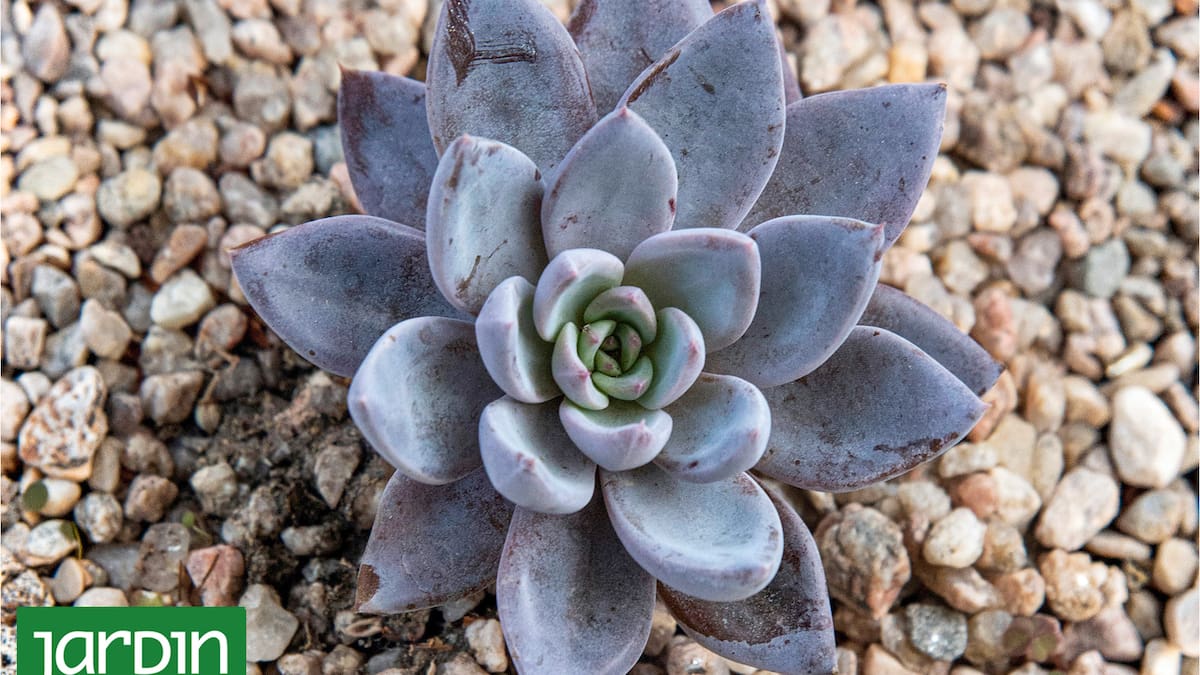 La suculenta de colores vibrantes que se vuelve más linda en invierno